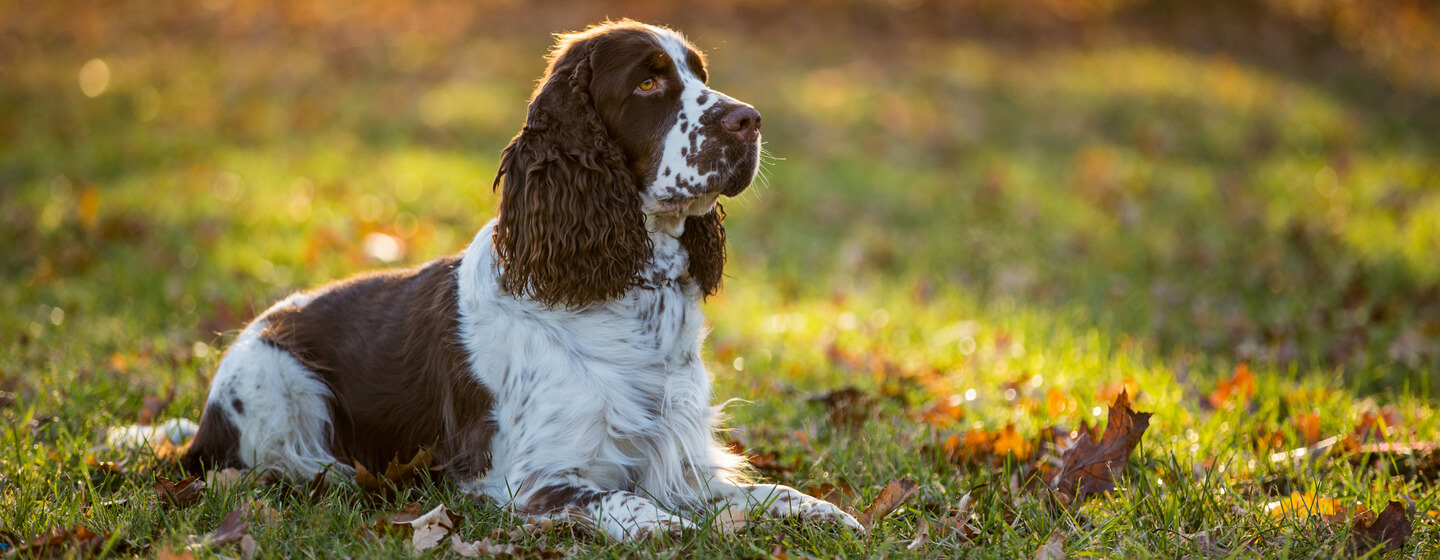 Large gun dog clearance breeds